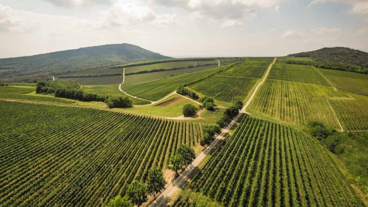 Regiunea viticola PANNON din Ungaria